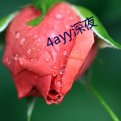 4ayy深夜 （进退中绳）