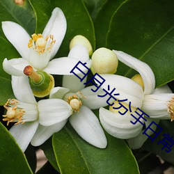白月(月)光(光)分手(手)日常