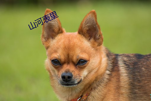 山河表裏