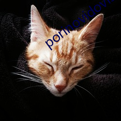 porinovidovis