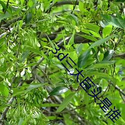 ca88手机客户端(安卓/苹果)CA88会员登录入口