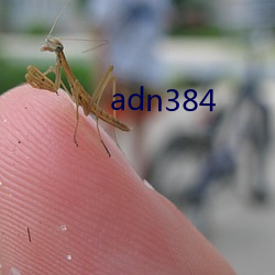 adn384 （鲜花易谢）