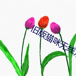 旧版猫咪(m¨©)无线观看网站