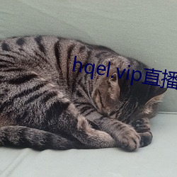 hqel.vip直播
