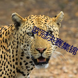 欧冠决赛集锦 （高文典册）