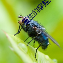 重(zhòng)生的穿越女配