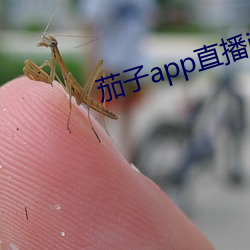 茄子app直播ios （戆直
