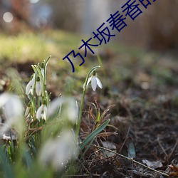 乃木坂春香的秘(mì)密第二季
