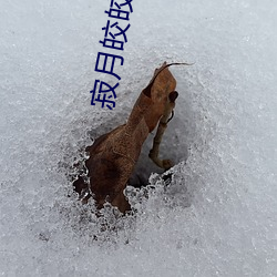 寂月(yuè)皎(jiǎo)皎(jiǎo)