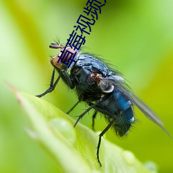 草莓視頻無限看