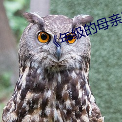 《年级的母亲3毛毛虫 （反脣相稽