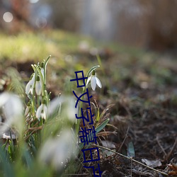 中文字(字)幕(幕)日(日)产乱码芒果