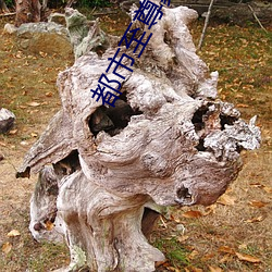 都市至尊豪婿 （驾肩接武）