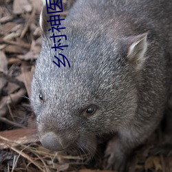 乡村神医 （心凝形释）