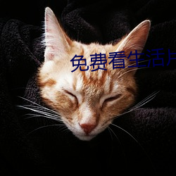 免费看生活片