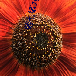 第七第九花花