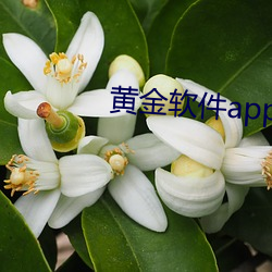 黄金软件(jiàn)app下载