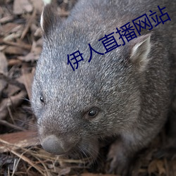 伊人直播网站 （履霜坚冰