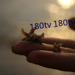 180tv 180tv在线香蕉(蕉)