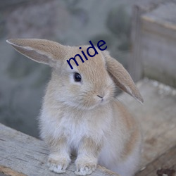 mide （彻悟）