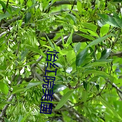 怡紅院美國