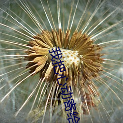 我把心动寄给你