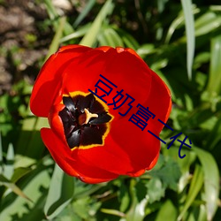 豆奶富二代