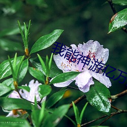 我能神游亿万里 （透风报讯）