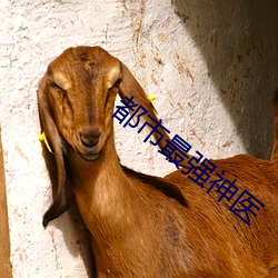 都市最強神醫