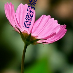 司徒丹妮md0023