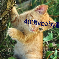 400tvbaby直播 （安心乐意）