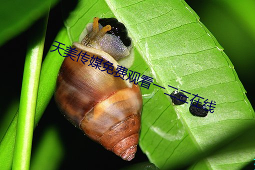 天美傳媒免費觀看一二三在線