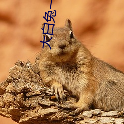 大白兔一对一聊天