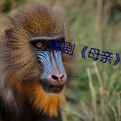 韩剧《母亲》