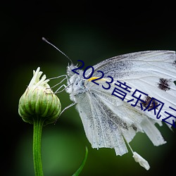 2023音(yīn)乐风(fēng)云(yún)榜新人(rén)盛(shèng)典
