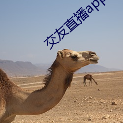 交(交)友直播app排(排)名