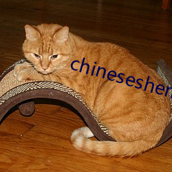 chineseshemalutube