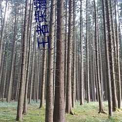 王者荣耀小说苏哲