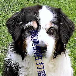 我真的在打篮球