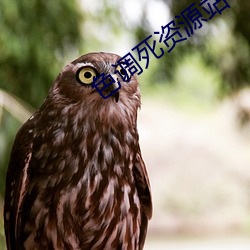 色調死資源站