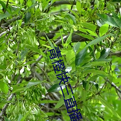 青橙快三(三)直(直)播