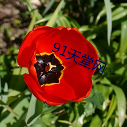 91天堂(tng)网