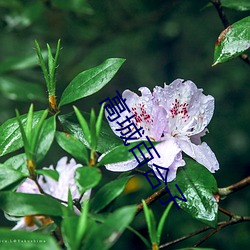 高城百合子