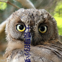 大领导的小妻子