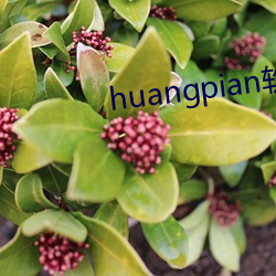 huangpian軟件