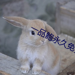 一品鮑永久免費