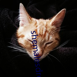 shemalesdream
