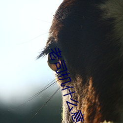 老司机什么意思