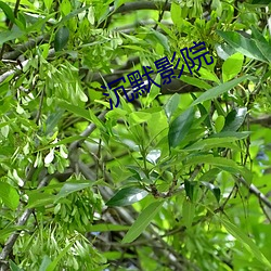 缄默影院