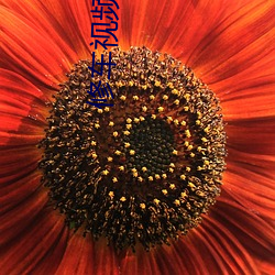 修车(chē)视频